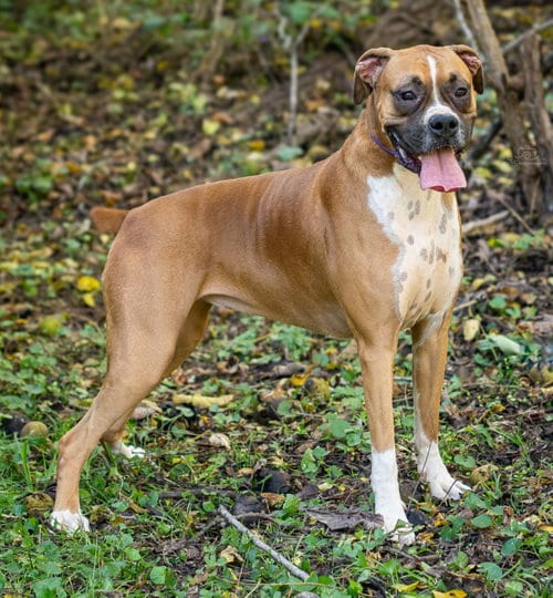 Photo of Celine, adoptable Boxer in Sussex, New Jersey
