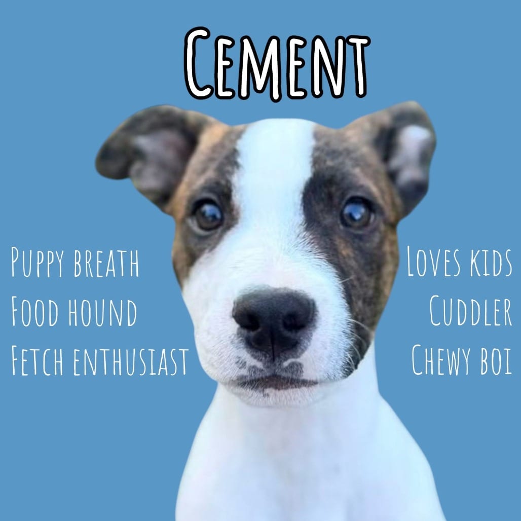 Photo of Cement, adoptable dog in Pennellville, New York