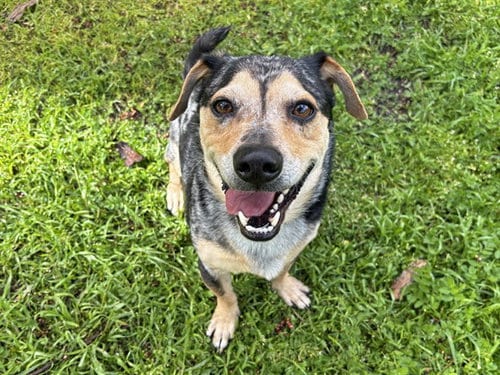 Photo of Hero, adoptable Basset Hound in Ojai, California