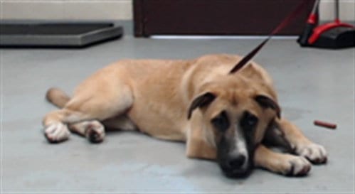 Photo of Nancy, adoptable German Shepherd Dog in Fayetteville, North Carolina