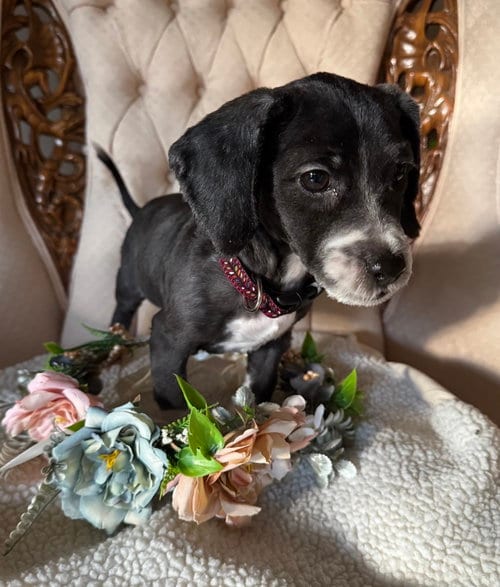 Photo of Arlene, adoptable Cocker Spaniel in Mundelein, Illinois