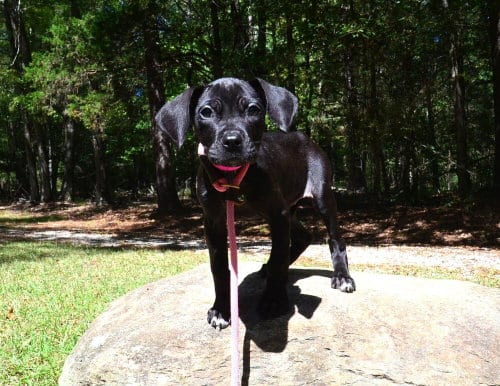 Photo of Egypt, adoptable Pit Bull Terrier in Willingboro, New Jersey