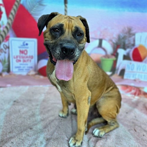 Photo of Satin, adoptable Mastiff in Long Beach, California