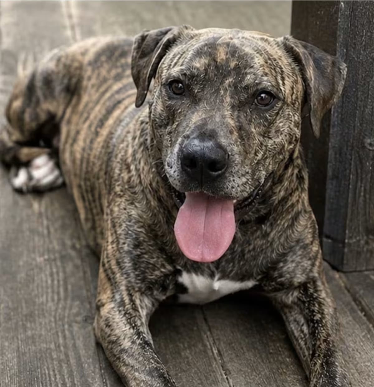 Photo of May, adoptable Presa Canario in Pittsburgh, Pennsylvania
