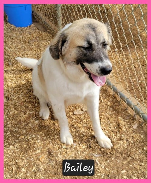 Photo of Bailey, adoptable Great Pyrenees in Granbury, Texas