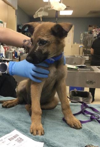 Photo of Picaso, adoptable German Shepherd Dog in Riverside, California