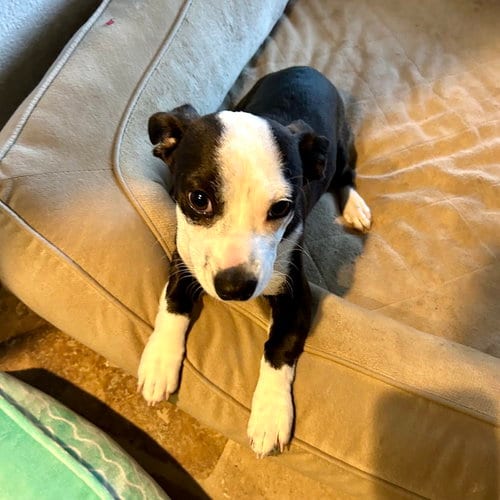 Photo of Scottie, adoptable American Staffordshire Terrier in San Juan Capistrano, California