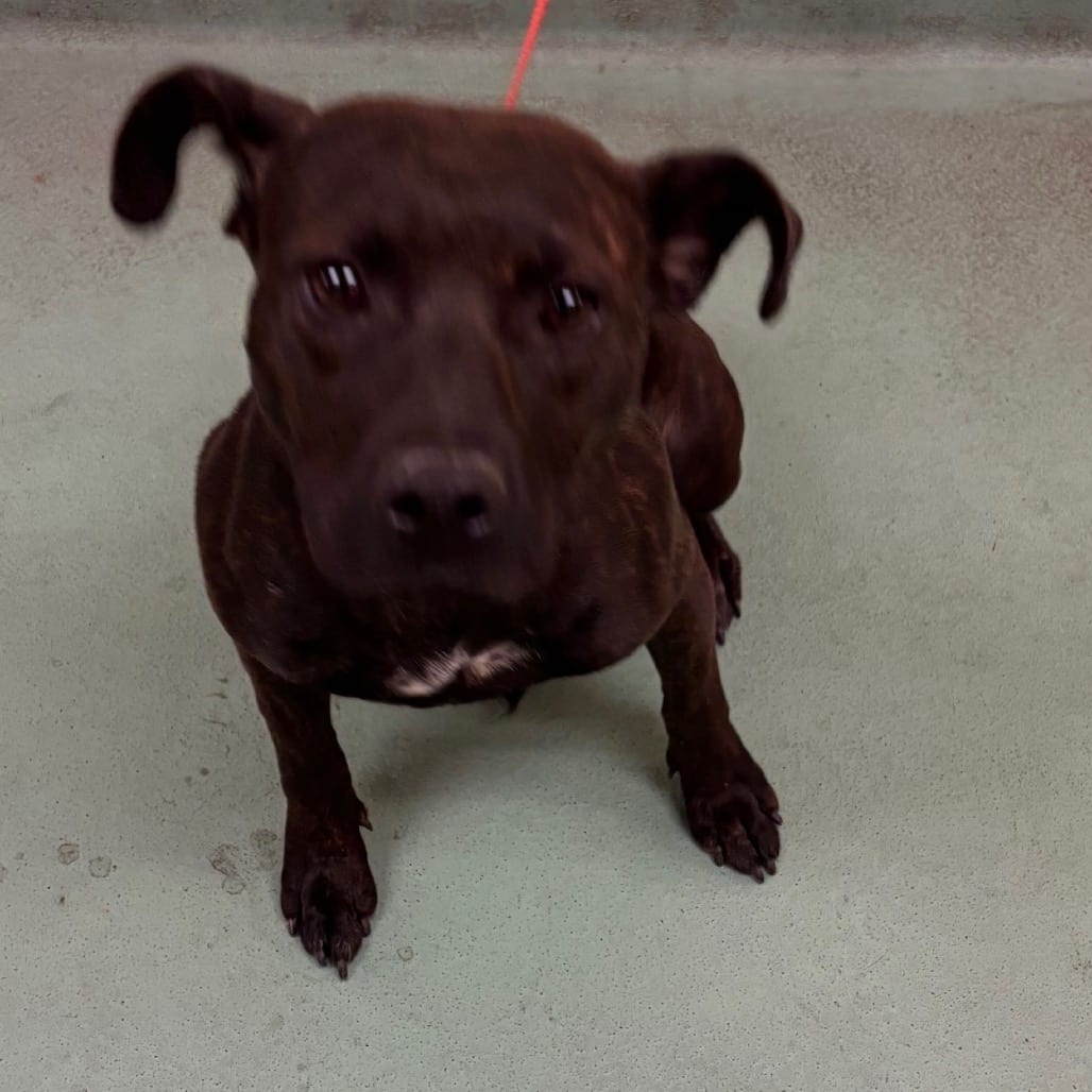 Photo of Beauty, adoptable dog
