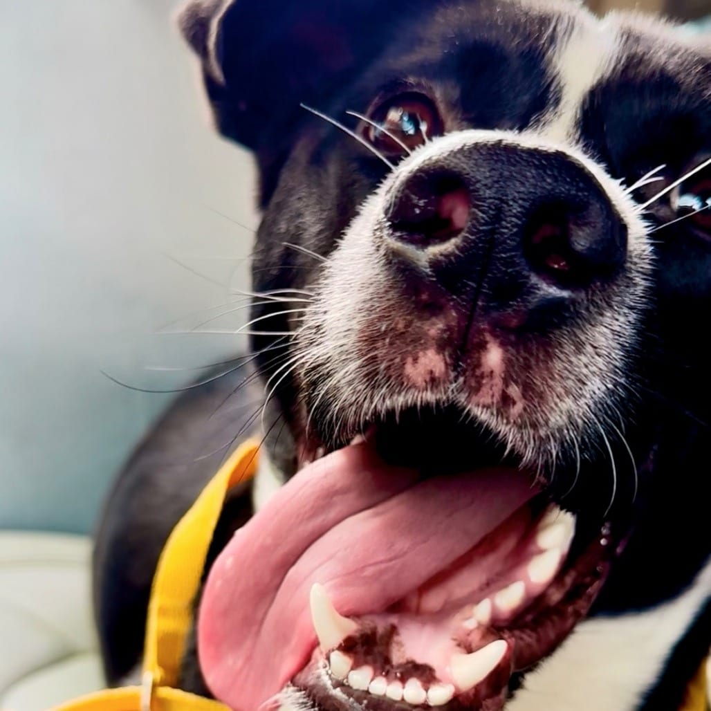 Photo of Prince Eric, adoptable Mixed Breed (Medium)