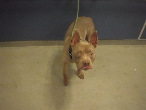 Photo of Axel, adoptable Pit Bull Terrier in Miami, Florida
