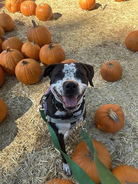 Photo of Charlie, adoptable Pit Bull Terrier in Sacramento, California