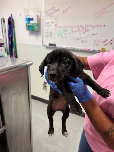 Photo of A171474, adoptable Chihuahua in Bakersfield, California