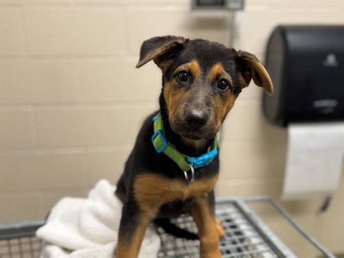 Photo of A554112, adoptable German Shepherd Dog in Moreno Valley, California