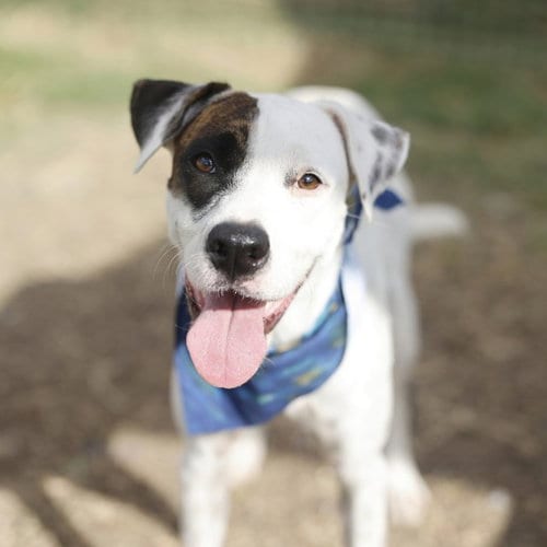 Photo of Flo, adoptable American Staffordshire Terrier in San Antonio, Texas