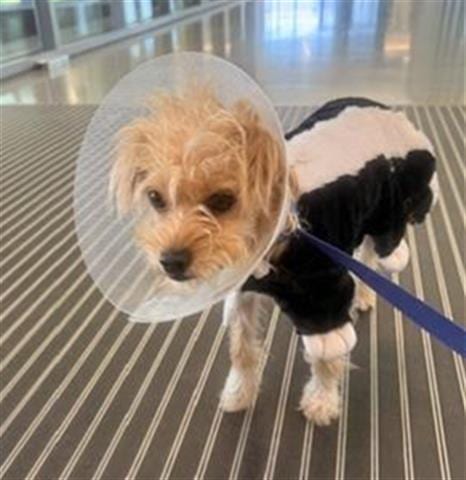 Photo of Pumpkin, adoptable Toy Fox Terrier in San Martin, California
