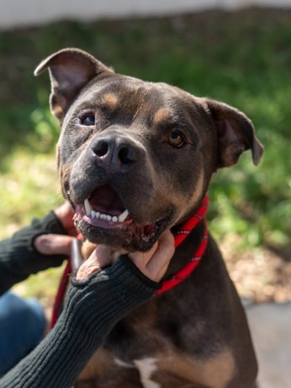 Photo of Pegasus, adoptable dog in Chamblee, Georgia
