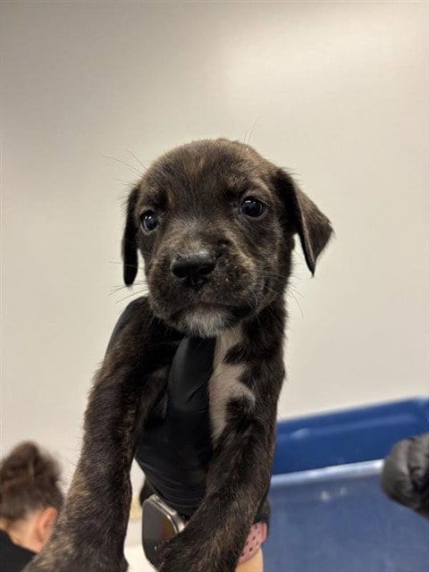 Photo of Mahi, adoptable Labrador Retriever in Corpus Christi, Texas