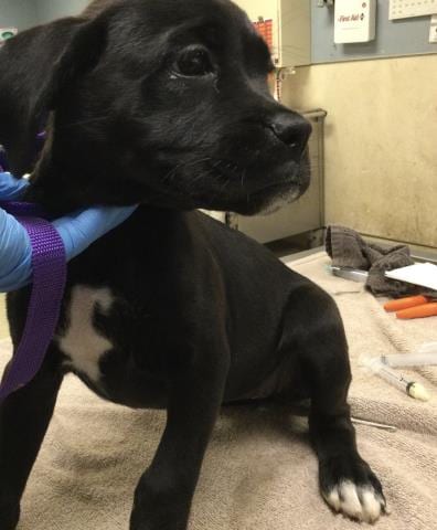 Photo of Balboa, adoptable Boxer in Riverside, California