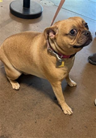 Photo of Buffy, adoptable Pug in Van Nuys, California