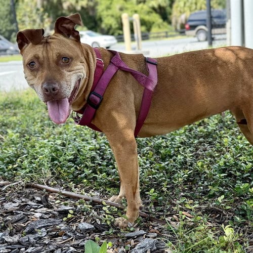 Photo of Tootsie, adoptable American Pit Bull Terrier in Tavares, Florida
