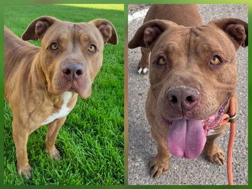 Photo of Brando, adoptable American Pit Bull Terrier in Albuquerque, New Mexico