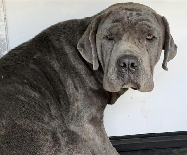 Photo of Senior Mastiff and Cane Corso, adoptable Mastiff and Cane Corso in Bakersfield, California