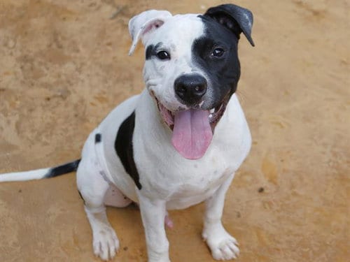 Photo of Ralph, adoptable Staffordshire Bull Terrier in Tallahassee, Florida