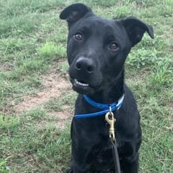 Photo of Shadow JuM, adoptable Labrador Retriever Whippet in Hartford, Connecticut