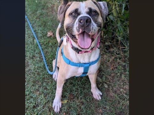 Photo of Jeremy, adoptable American Bulldog in Chapel Hill, North Carolina