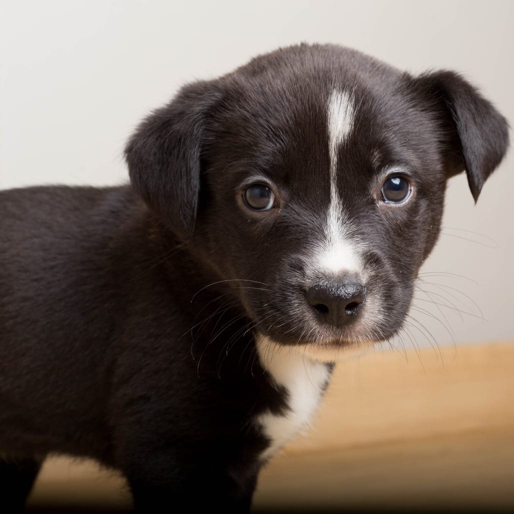 Photo of Sugar D70941, adoptable Retriever, Labrador / Beagle in Minnesota, Minnesota