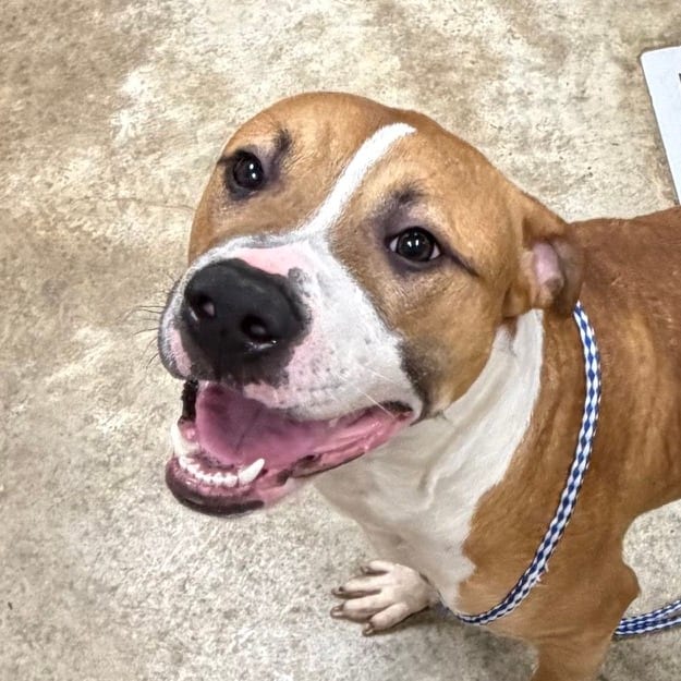 Photo of Leigh - 073013U2, adoptable Terrier, American Pit Bull / Mix in Tupelo, Mississippi