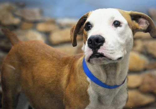 Photo of Milo, adoptable Boxer in Ft Lauderdale, Florida