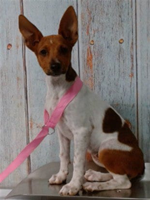Photo of Star, adoptable Chihuahua in San Bernardino, California