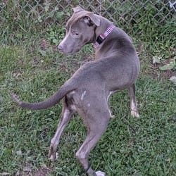 Photo of Litchfield, adoptable Mixed Breed (Medium) in Syracuse, New York