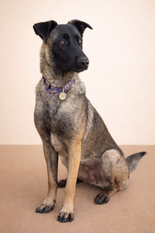 Photo of Kika, adoptable Belgian Shepherd Malinois in San Pedro, California