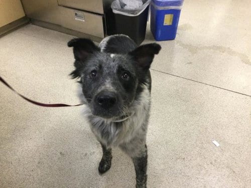 Photo of Zelda, adoptable Border Collie in Riverside, California