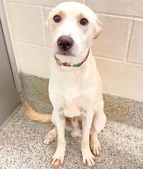 Photo of Tucker, adoptable German Shepherd Dog in Houston, Texas