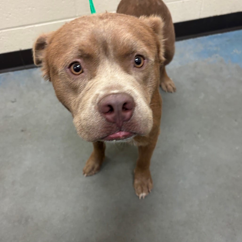 Photo of Doug Sidewalk, adoptable dog