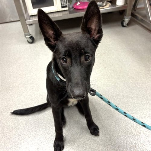 Photo of June, adoptable German Shepherd Dog in Rancho Cucamonga, California