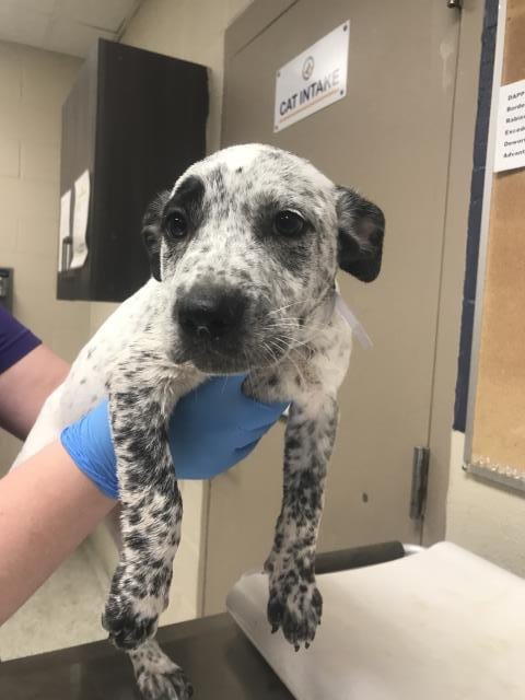 Photo of Sharptooth, adoptable Pit Bull Terrier in Conroe, Texas