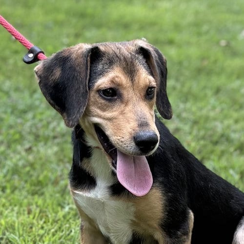 Photo of Clover, adoptable Beagle in Yardley, Pennsylvania