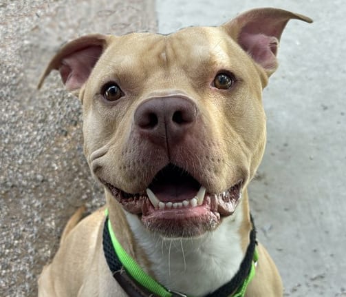 Photo of Ozzy, adoptable dog