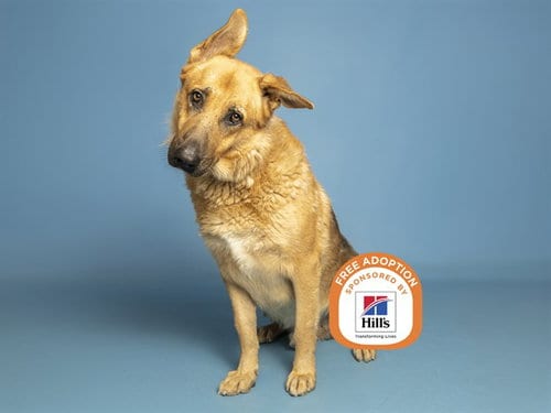 Photo of Jonathan, adoptable German Shepherd Dog in Phoenix, Arizona