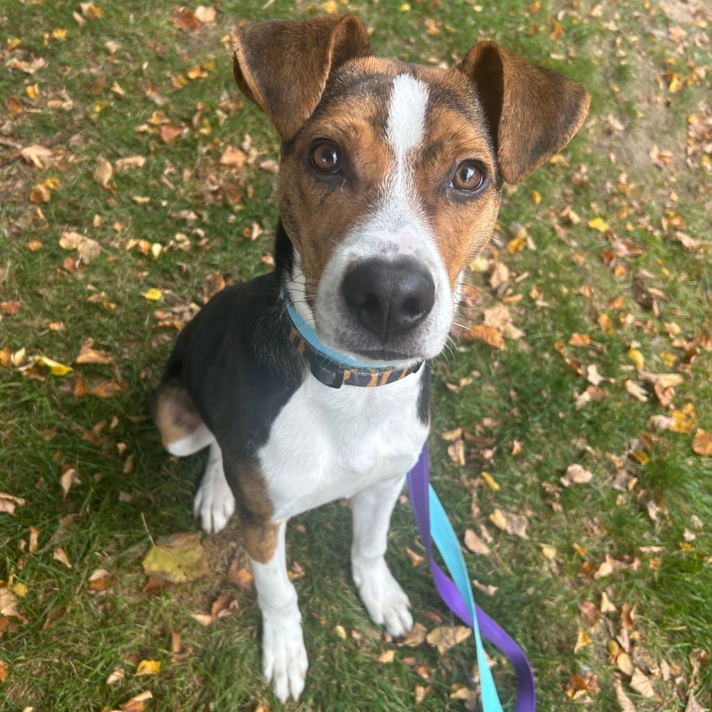 Photo of Peabody D71468, adoptable Beagle / Mixed Breed (Medium) in Minnesota, Minnesota