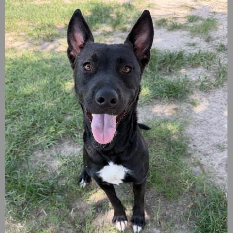 Photo of Tova, adoptable Belgian Shepherd Malinois in Conroe, Texas