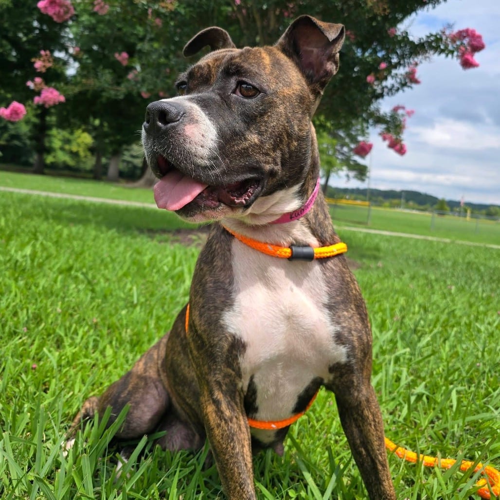 Photo of Rum Raisin, adoptable Mixed Breed (Medium) in Chattanooga, Tennessee