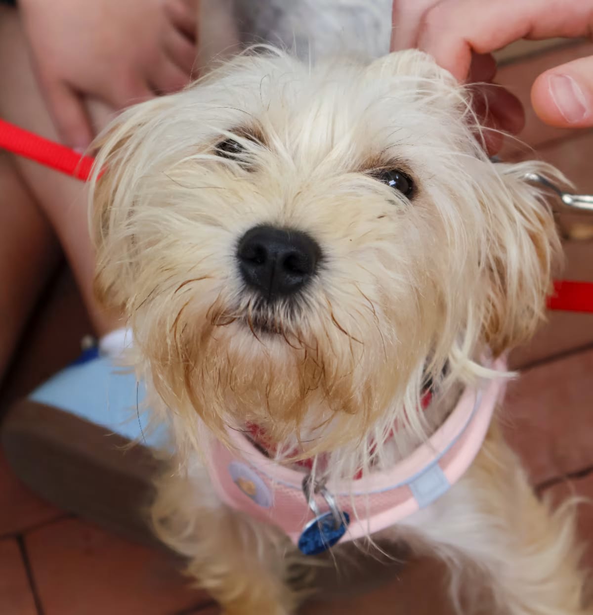 Photo of Ginger, adoptable Yorkie, Yorkshire Terrier in Washington, District of Columbia
