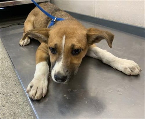 Photo of A256722, adoptable Queensland Heeler in Visalia, California