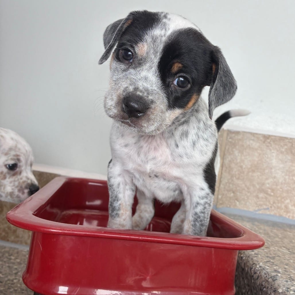Photo of Laa Laa, adoptable Terrier, American Pit Bull / Mix in Kanab, Utah