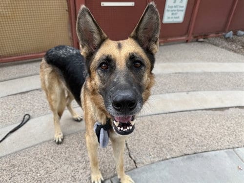 Photo of Carnation, adoptable German Shepherd Dog in Phoenix, Arizona